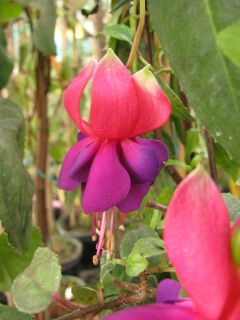 Fuchsia Koehlers Aschenputtel 03