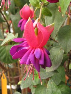 Fuchsia Koehlers Aschenputtel 04