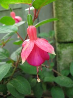 Fuchsia Königin der Frühe 02