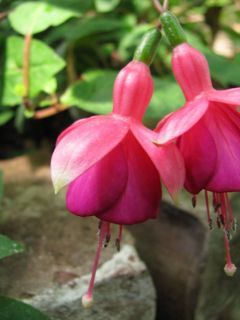 Fuchsia Königin der Frühe 03