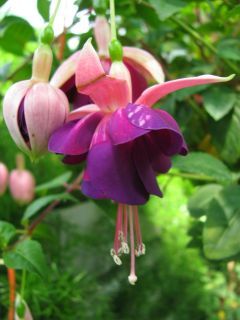 Fuchsia Königin der Nacht 01