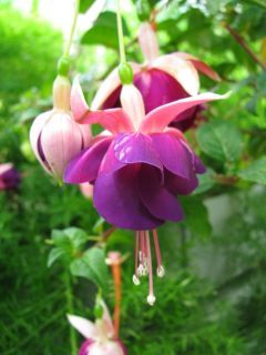 Fuchsia Königin der Nacht 02