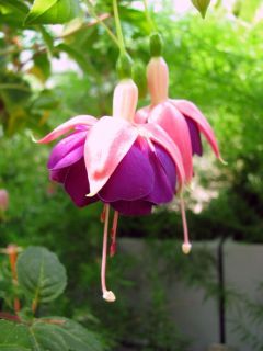 Fuchsia Königin der Nacht 03