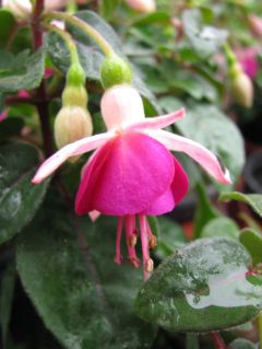 Fuchsia Krommenie 01