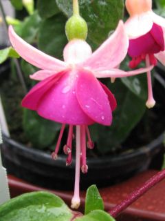 Fuchsia Krommenie 02