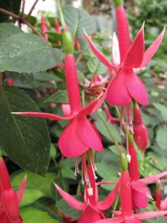 Fuchsia Kwintet 02