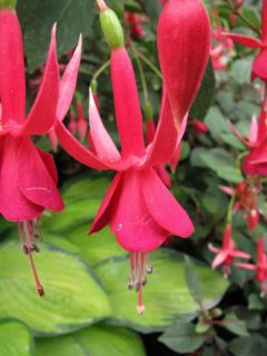 Fuchsia Kwintet 03