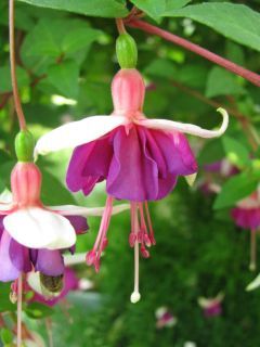 Fuchsienbild La Campanella 01