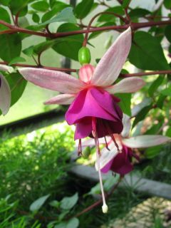 Fuchsienbild La Campanella 02