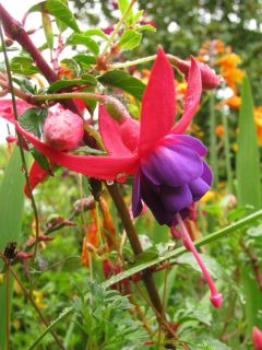 Fuchsienbild La Rochelle Atlantique 01