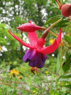 Fuchsienbild La Rochelle Atlantique 02