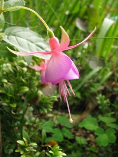 Fuchsienbild Lady Isobel Barnet 02