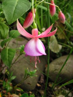 Fuchsienbild Lady Isobel Barnet 03