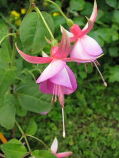 Fuchsienbild Lady Isobel Barnet 04