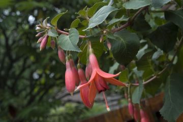 Fuchsienbild Laken 01