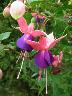 Fuchsienbild Lambada 02