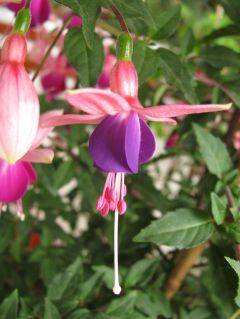 Fuchsienbild Lambada 03