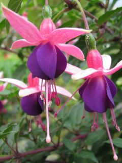 Fuchsienbild Lambada 04