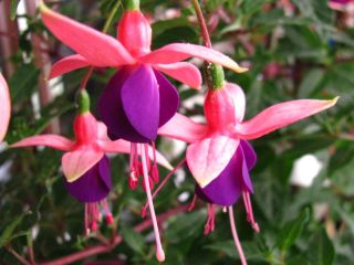 Fuchsienbild Lambada 05