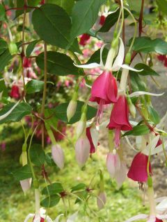 Fuchsienbild Land van Beveren 01