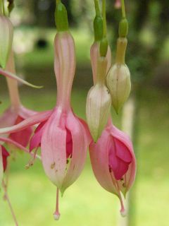 Fuchsienbild Lange Lander 01