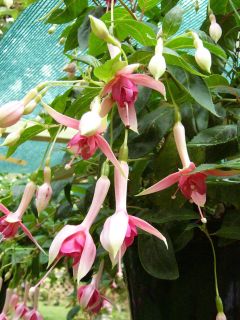 Fuchsienbild Lange Lander 02