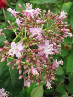 Fuchsienbild Lechlade Gorgon 01