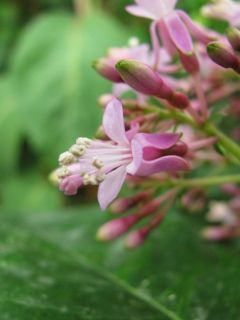 Fuchsienbild Lechlade Gorgon 02