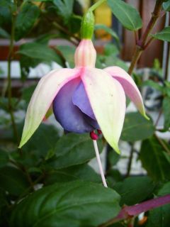 Fuchsienbild Lena Dalton 01