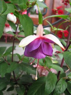 Fuchsienbild Lena Dalton 04