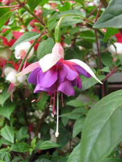 Fuchsienbild Lena Dalton 05