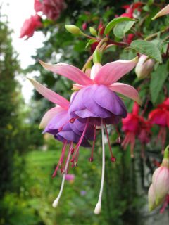 Fuchsienbild Lena Dalton 06