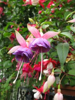 Fuchsienbild Lena Dalton 07