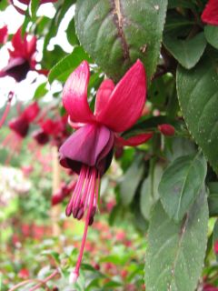 Fuchsienbild Lengenfelder Dunkle 01