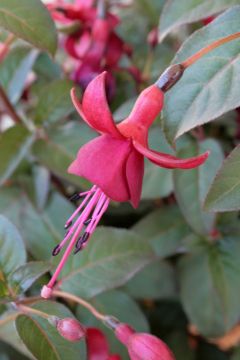 Fuchsia Lengenfelder Dunkle 04