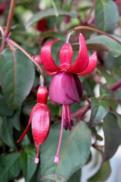 Fuchsia Lengenfelder Dunkle 05