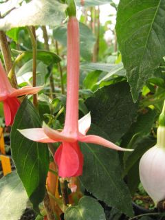 Fuchsienbild Lenja 01