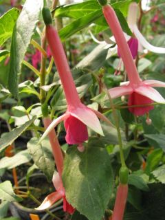 Fuchsienbild Lenja 02