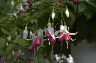 Fuchsienbild Leontientje 01