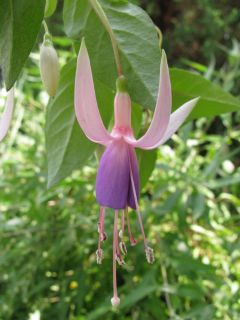 Fuchsienbild Libelle 01