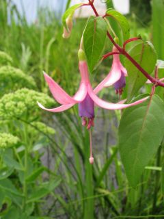 Fuchsienbild Libelle 03