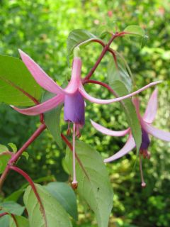 Fuchsienbild Libelle 04