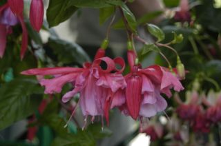 Fuchsienbild Liemers Lataern 01