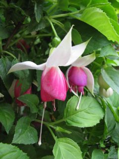 Fuchsienbild Listette Fuhrmann 02