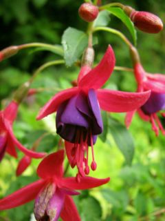 Fuchsienbild Little Beauty 01