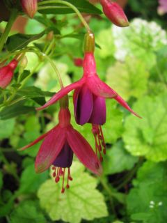 Fuchsienbild Little Beauty 02