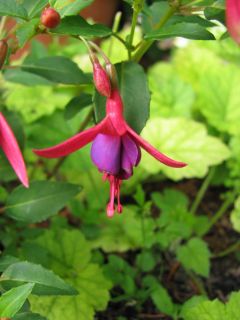 Fuchsienbild Little Beauty 03