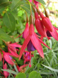 Fuchsienbild Little Beauty 04