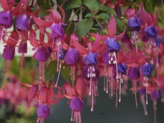 Fuchsienbild Little Beauty 06