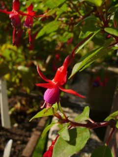 Fuchsienbild Little Caruso 01